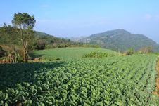 Cabbage Agriculture Fields Stock Image Cabbage Agriculture Fields Stock Image