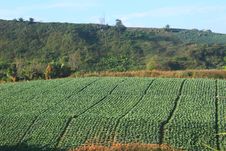 Cabbage Agriculture Fields Stock Photography Cabbage Agriculture Fields Stock Photography