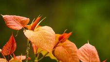 Red Leaves, Right, With Green Background Stock Images Red Leaves, Right, With Green Background Stock Images