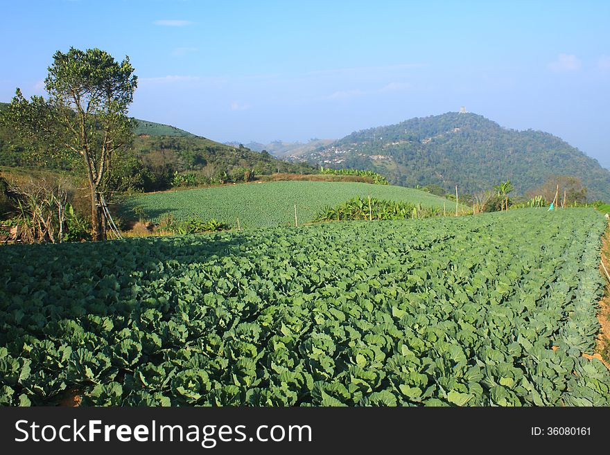 Cabbage agriculture fields in Northern Thailand