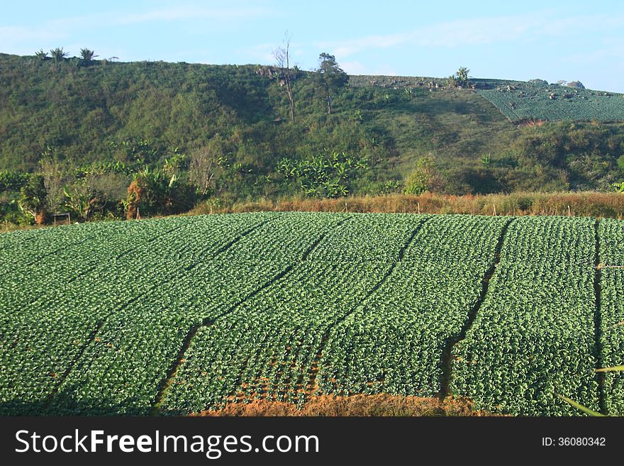 Cabbage Agriculture Fields