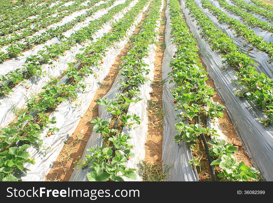 Organic Strawberries Field