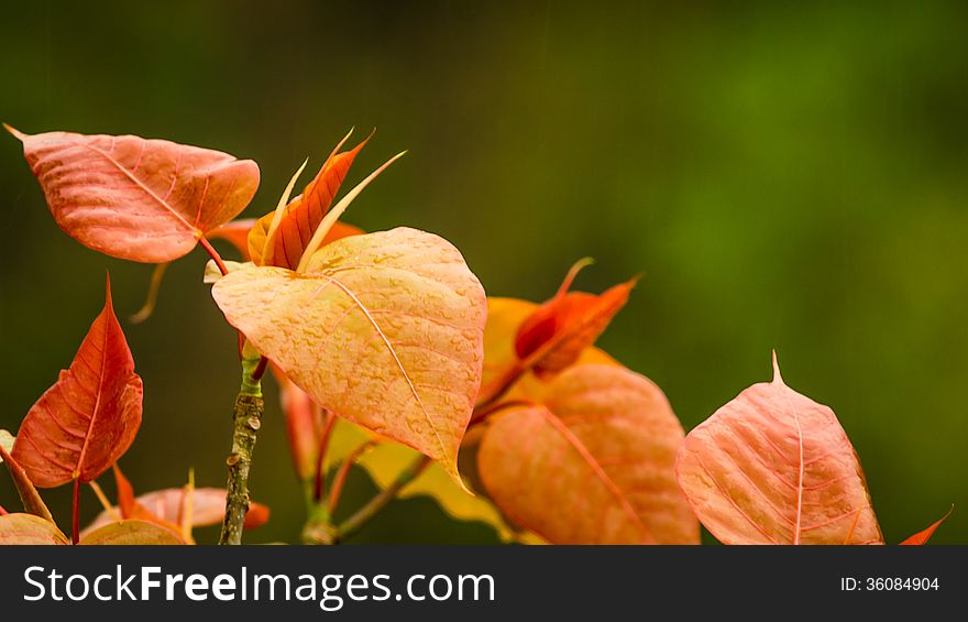 Red leaves in Right with green background and waterdrops. Red leaves in Right with green background and waterdrops