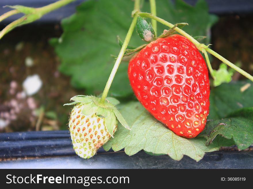 Organic strawberries field