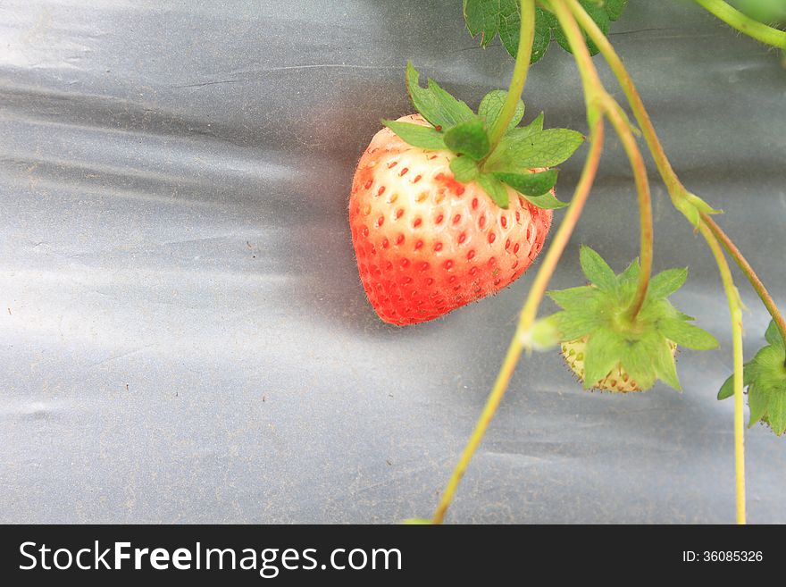 Organic strawberries field in northern Thailand