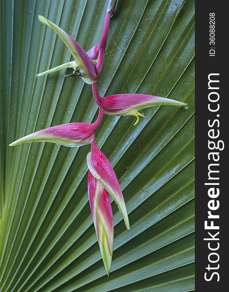 Sexy Pink Heliconia On Fan Palm