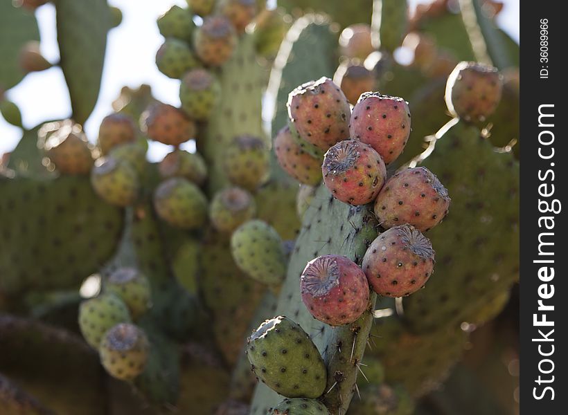 A detailed background texture of a prickly pear cactus in Mexico. A detailed background texture of a prickly pear cactus in Mexico.