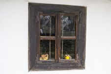 Old Window With Two Quinces Stock Image Old Window With Two Quinces Stock Image