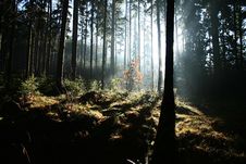 Autumn Forest Royalty Free Stock Photos Autumn Forest Royalty Free Stock Photos