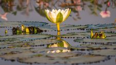 White Lotus, Green Leaves Lilly Royalty Free Stock Images