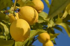 Lemon Tree Stock Photos Lemon Tree Stock Photos