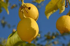 Lemon Tree Royalty Free Stock Photo Lemon Tree Royalty Free Stock Photo
