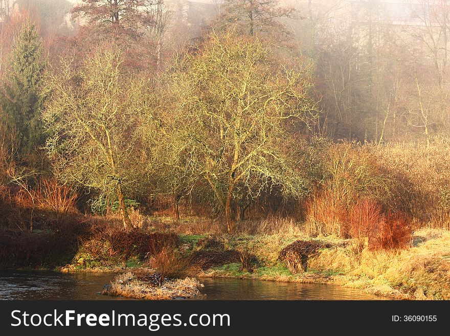 Two dry trees trees on the riverbank. Two dry trees trees on the riverbank