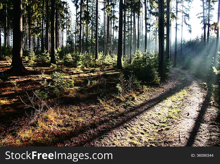 Coniferous forest bright sunshine, path in the woods