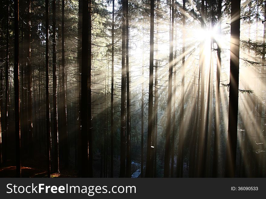 The sun's rays penetrate to the forest. The sun's rays penetrate to the forest