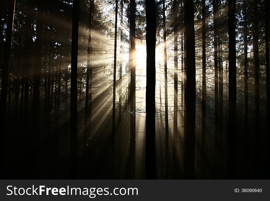 The sun's rays penetrate through the forest. The sun's rays penetrate through the forest