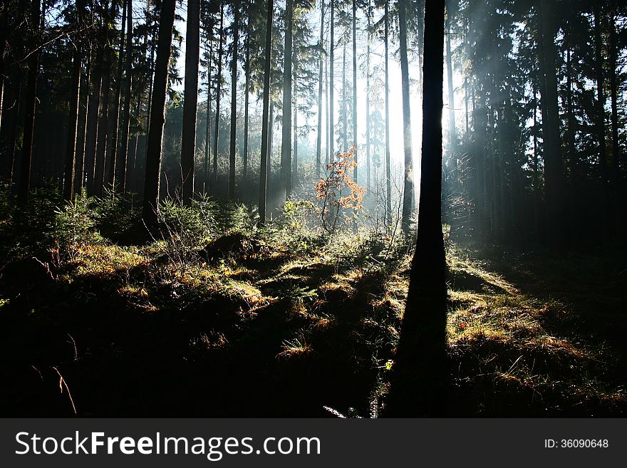 Morning sunlight penetration into the autumn forest