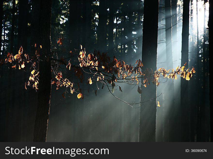 Beech branch with dry leaves, sun rays penetrating into the wood shines on beech branch