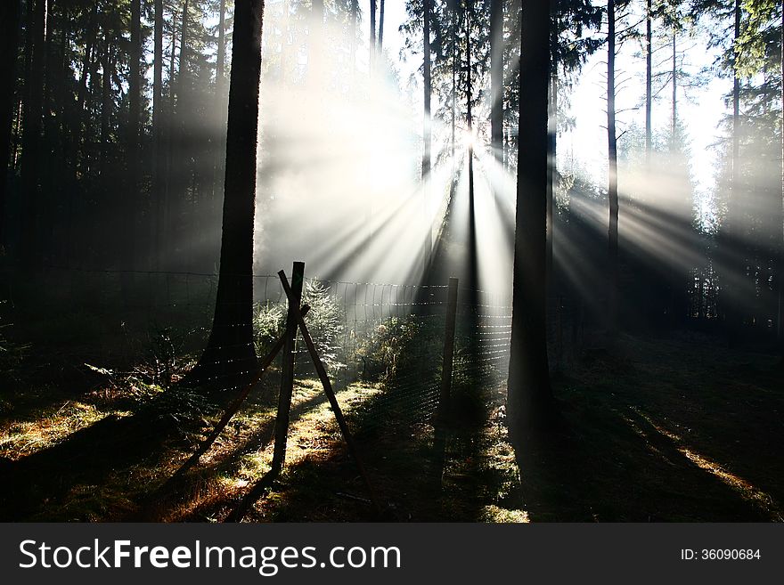 Sun shining through the trees, sunrise in the forest. Sun shining through the trees, sunrise in the forest