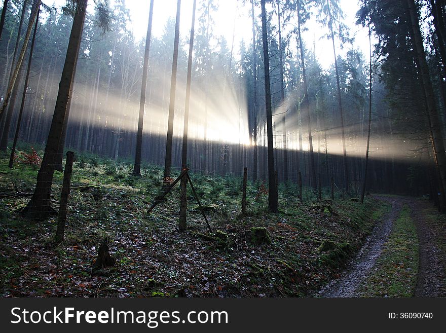 Streak of sunlight on the horizon, darkened forest. Streak of sunlight on the horizon, darkened forest