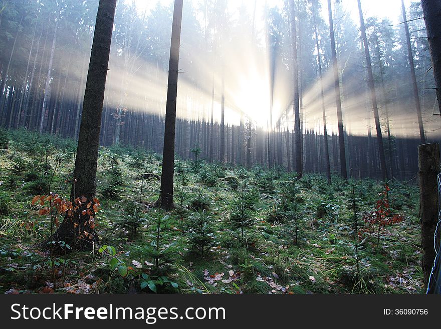 The sun's rays penetrate into the forest on the horizon. The sun's rays penetrate into the forest on the horizon