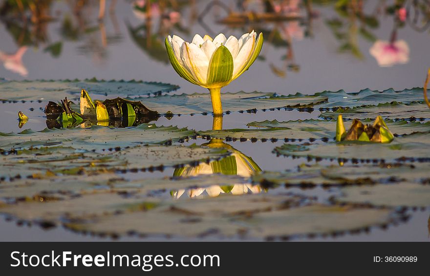 White Lotus, Green Leaves Lilly
