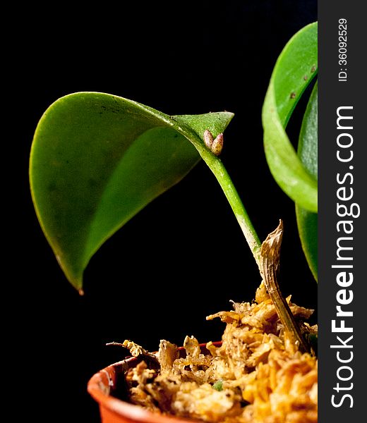 Flowers' bud of orchid - Pleurothallis modestissima. Flowers' bud of orchid - Pleurothallis modestissima