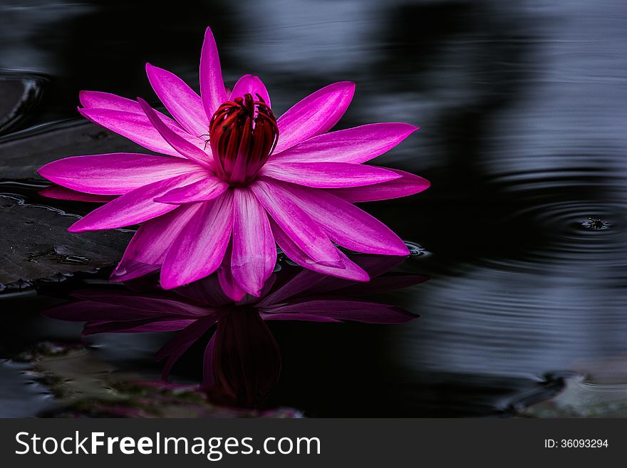 Purple lotus flower is in dark water