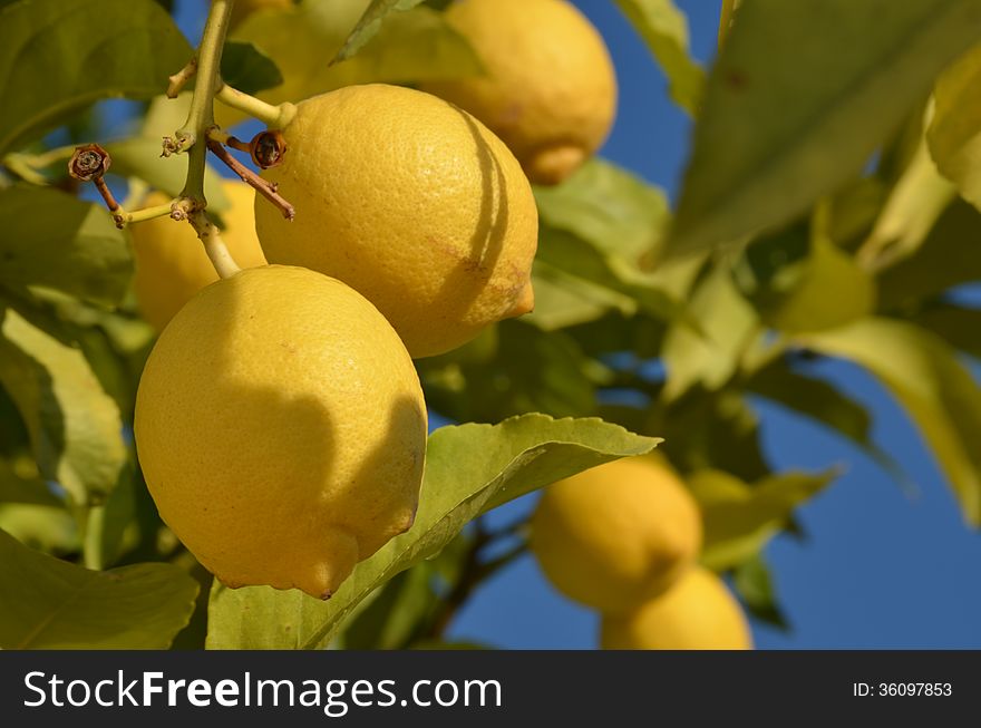 Lemon tree with fresh lemons