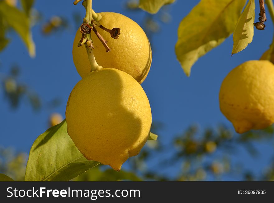 Lemon tree with fresh yellow lemons
