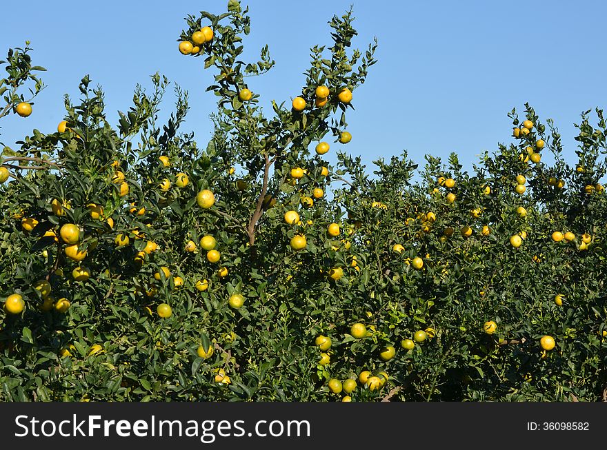 Mandarine tree with fresh mandarines