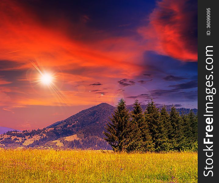 Coniferous forest on a steep mountain slope at sunset