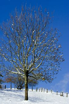 Lonely Tree Stock Photo