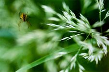 Take The Spider Royalty Free Stock Photos Take The Spider Royalty Free Stock Photos