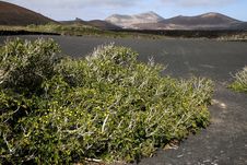 Volcanic Land In Lanzarote Stock Photography Volcanic Land In Lanzarote Stock Photography
