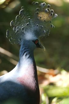 Victoria Crowned Pigeon Stock Photo
