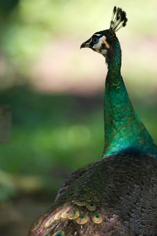 Indian Blue Peacock Royalty Free Stock Images