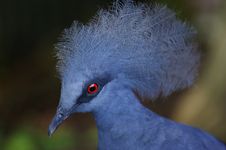 Victoria Crowned Pigeon Royalty Free Stock Photos