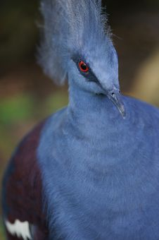 Victoria Crowned Pigeon Royalty Free Stock Images Victoria Crowned Pigeon Royalty Free Stock Images
