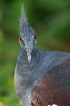 Victoria Crowned Pigeon Stock Photos Victoria Crowned Pigeon Stock Photos