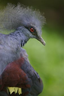 Victoria Crowned Pigeon Royalty Free Stock Images