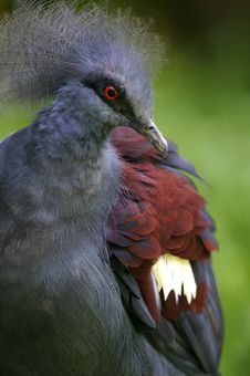 Victoria Crowned Pigeon Stock Images Victoria Crowned Pigeon Stock Images