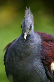 Victoria Crowned Pigeon Stock Image