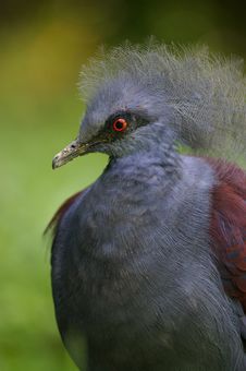 Victoria Crowned Pigeon Royalty Free Stock Photos