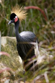 Black Crowned Crane Stock Photos Black Crowned Crane Stock Photos