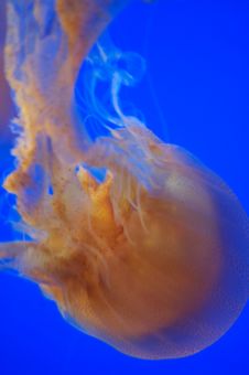 Brown Sea Nettle Jellyfish Stock Photos