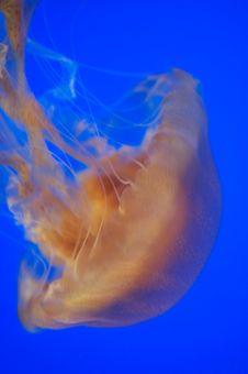 Brown Sea Nettle Jellyfish Royalty Free Stock Image