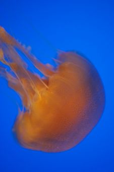 Brown Sea Nettle Jellyfish Stock Image