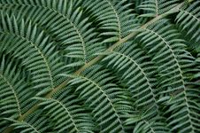 Fern Tree Royalty Free Stock Photography Fern Tree Royalty Free Stock Photography