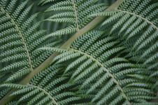 Fern Tree Stock Photo Fern Tree Stock Photo